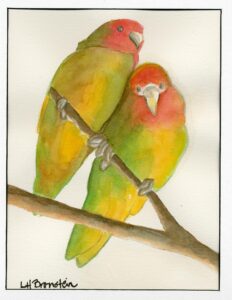 Guatemala - Lovebirds